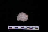 藏品(花點鶉螺)的圖片